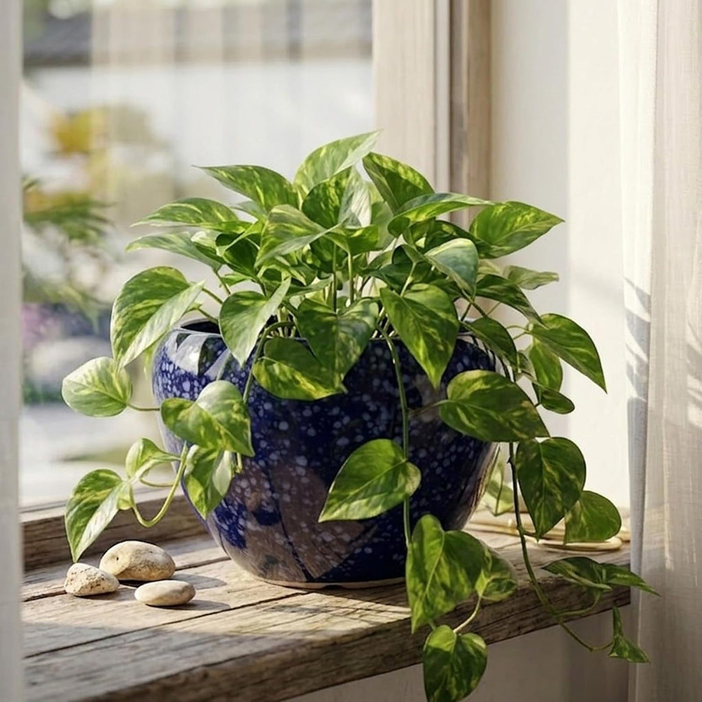 8 Inch Blue Wide Bowl Ceramic Planter